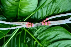 3 in 1 Waist Beads / Afrikaanse Heupketting - ABEBI - Roze / wit (elastisch)